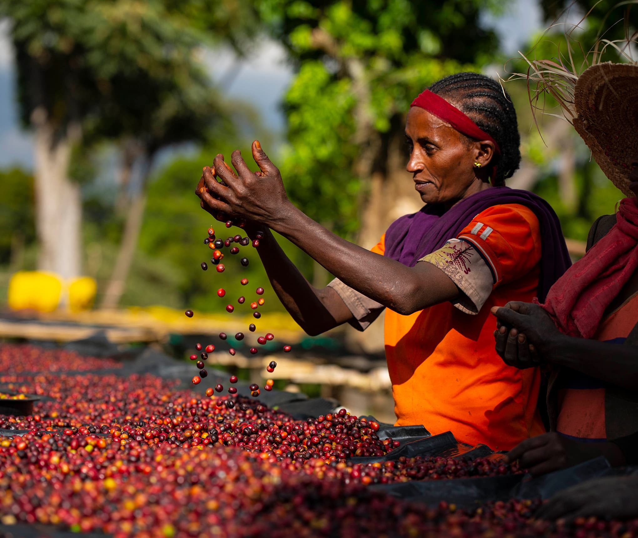 Ethiopian coffee plantation with workers selecting premium coffee cherries