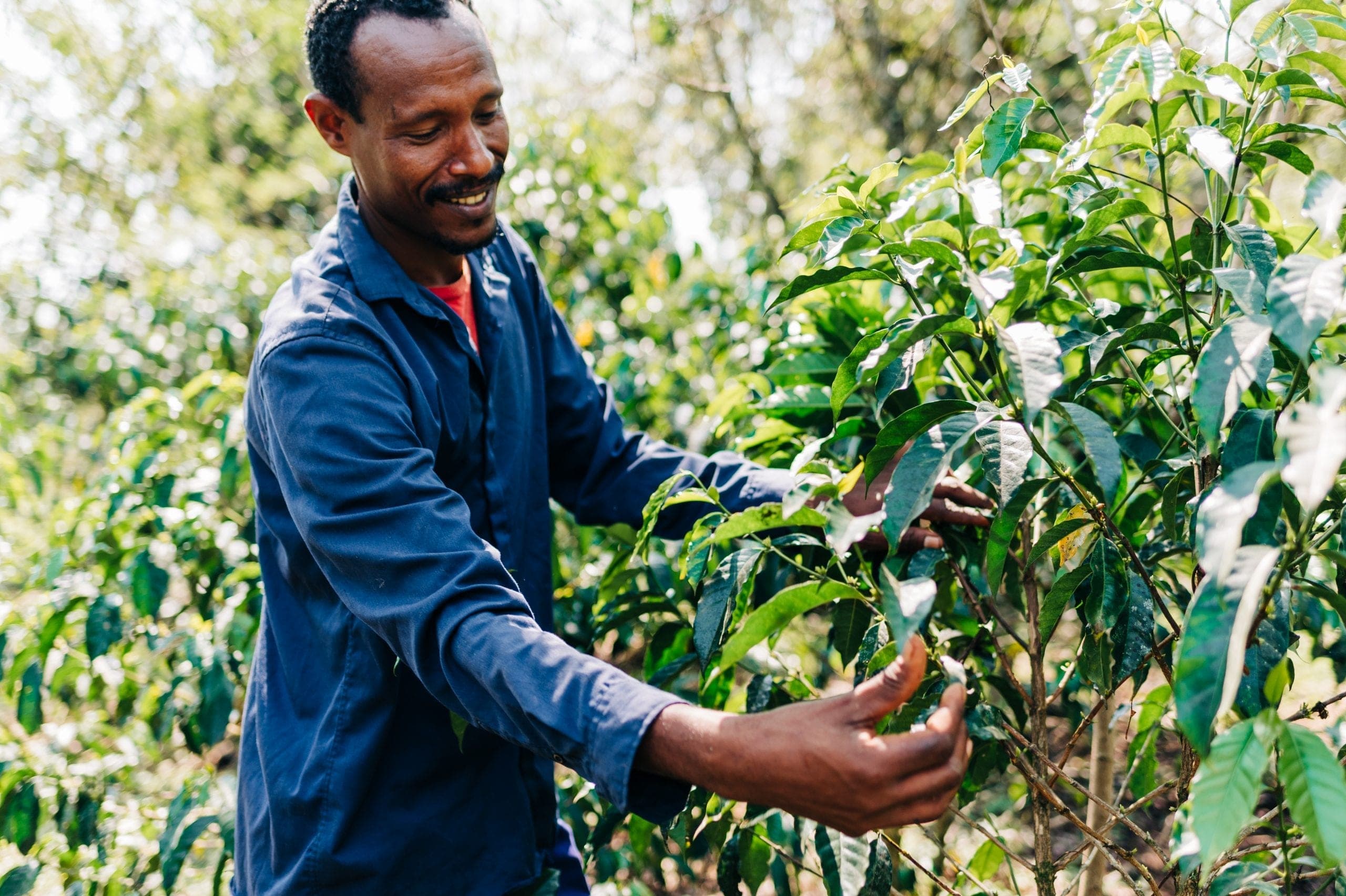 Processing Ethiopian coffee beans using traditional methods to preserve quality