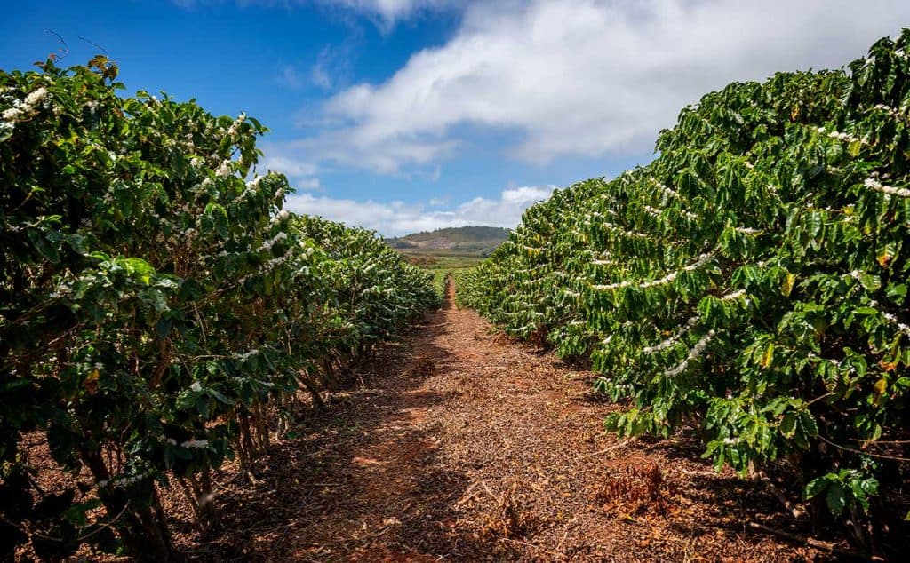 COFFEE IS AGRICULTURE: THE COMPLETE GUIDE TO COFFEE PRODUCTION AND FARMING - Ethiopian coffee agriculture insight