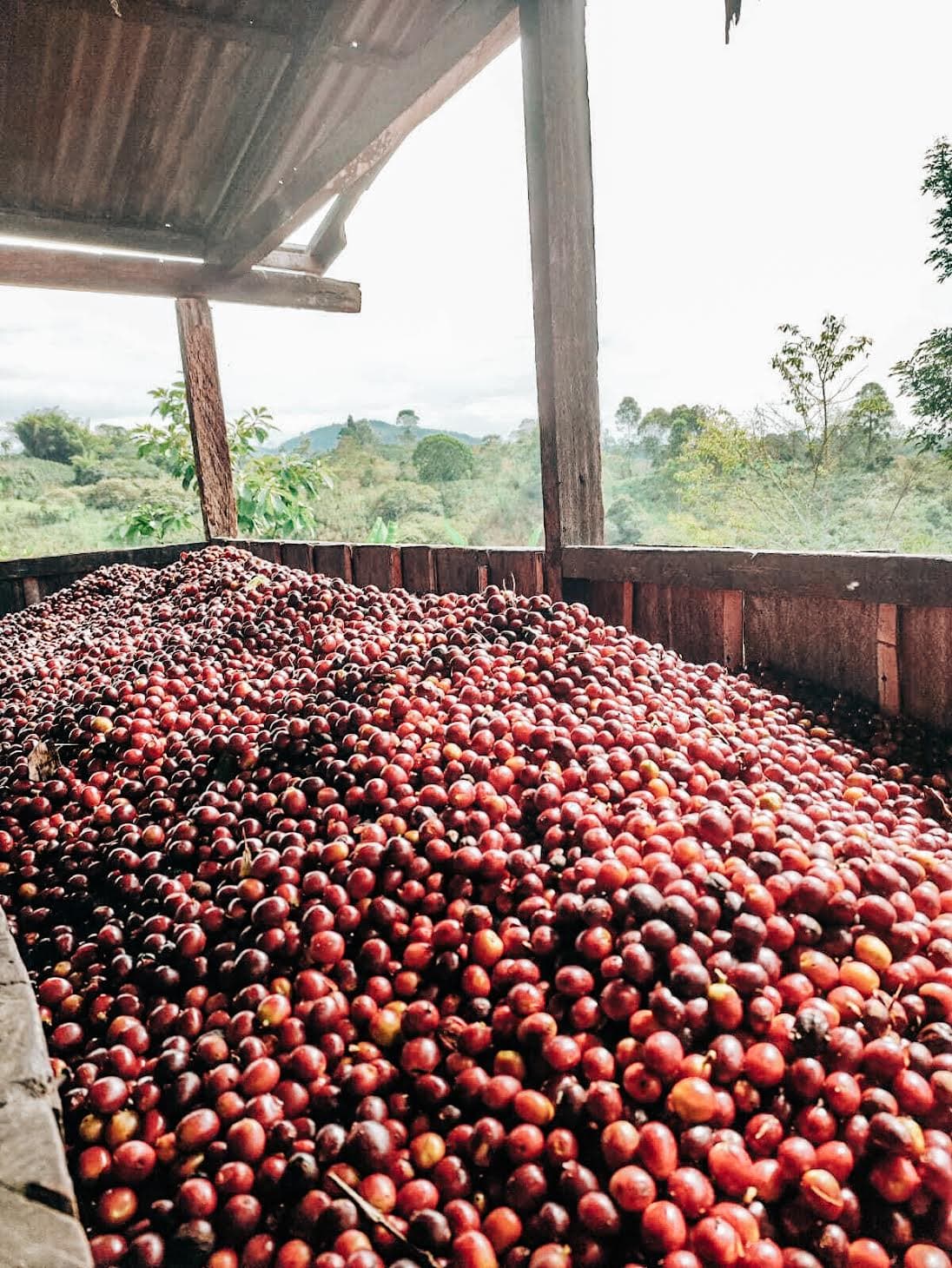 COFFEE IS COMMERCE: THE COMPLETE GUIDE TO COFFEE EXPORTING, IMPORTING, AND BUYING - Ethiopian coffee commerce insight