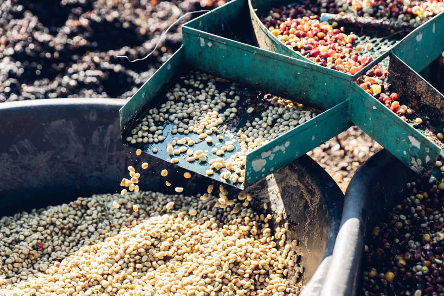 Coffee is Processing - Ethiopian coffee processing insight