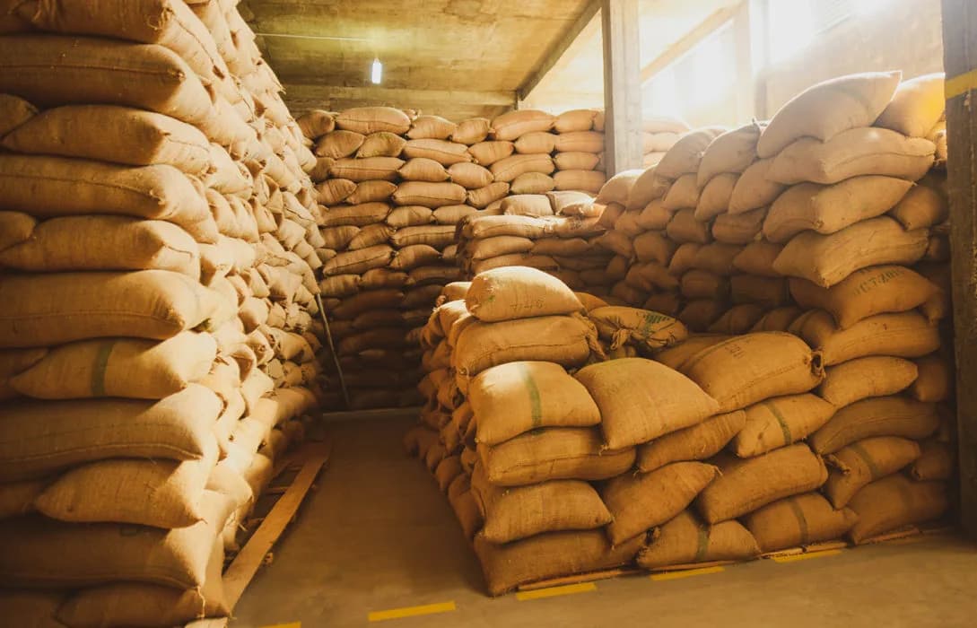 Top Ethiopian coffee importers and buyers 2024 2025 market analysis