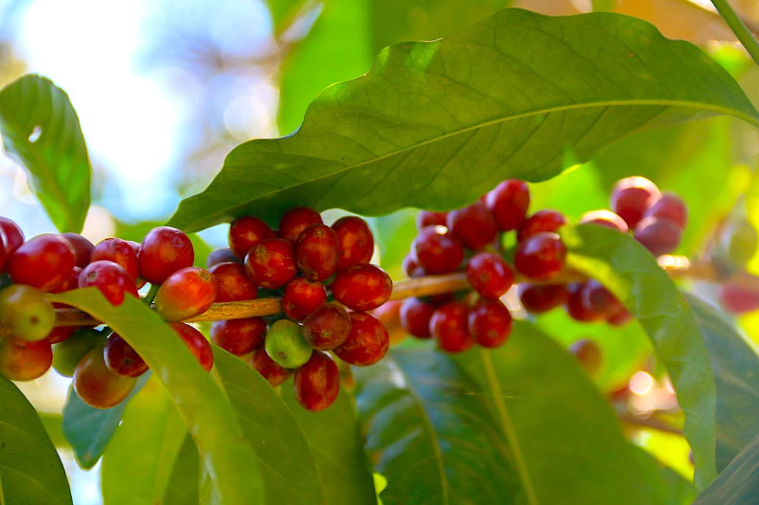 Ethiopian heirloom coffee varieties landraces genetic diversity