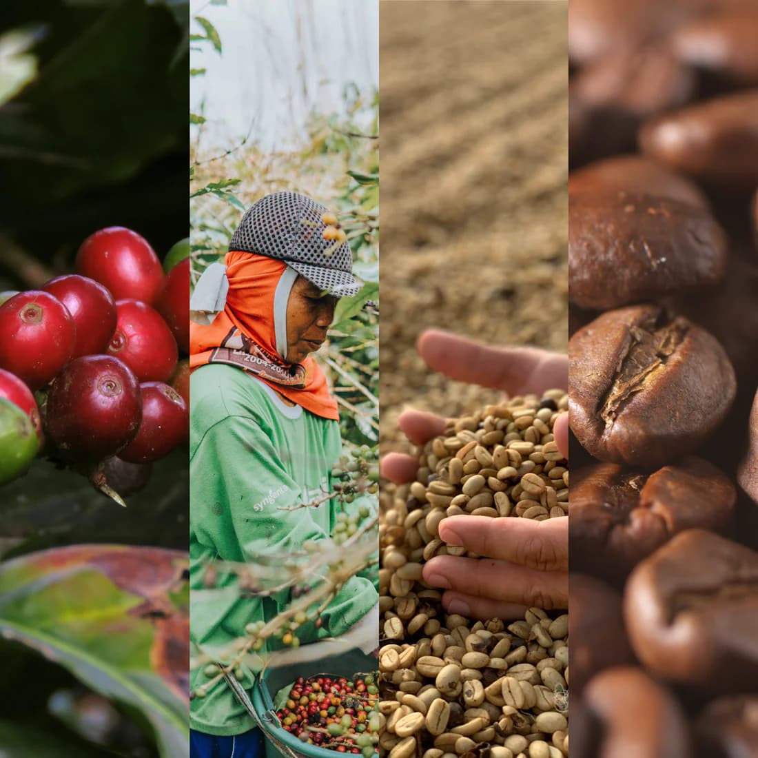 Private vs cooperative Ethiopian coffee exporters comparison guide