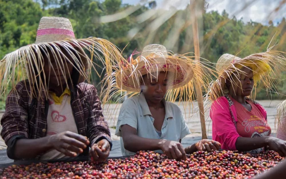 Sidama region coffee production and farmer cooperatives achieving high productivity