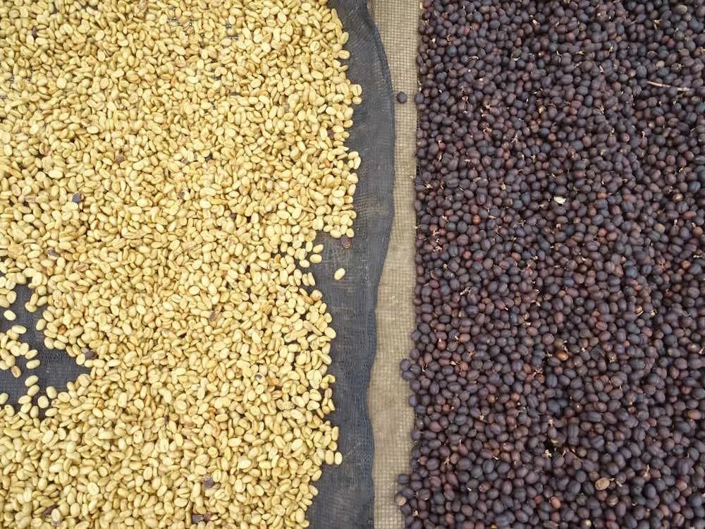 WASHED VS NATURAL PROCESSED ETHIOPIAN COFFEE: WHAT ROASTERS NEED TO KNOW - Ethiopian coffee insight article