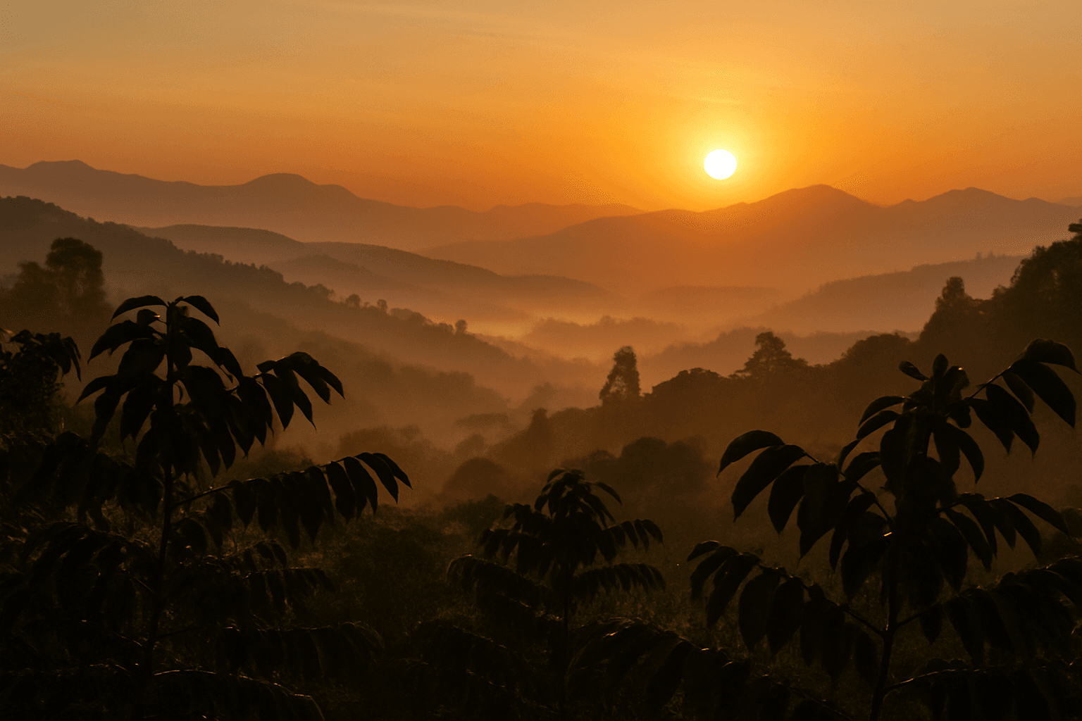 Ethiopian coffee image insta-1.webp