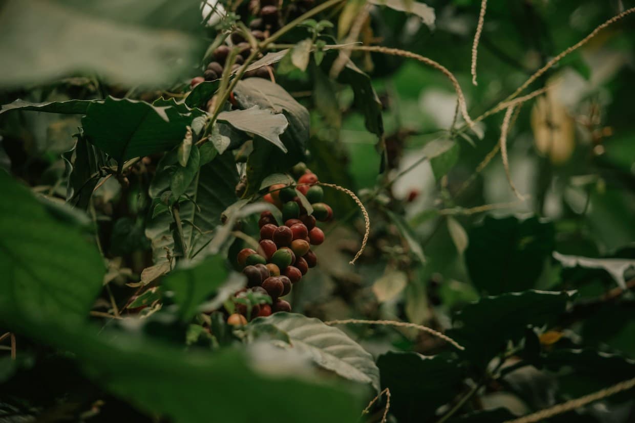 Ethiopian coffee image insta-2.webp