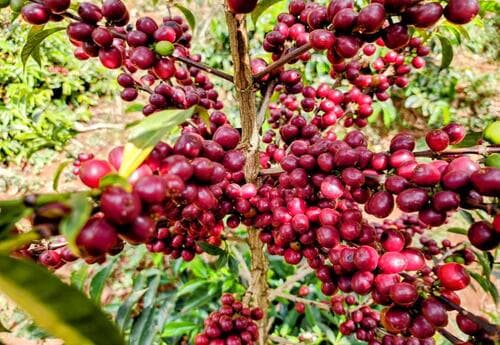 THE BIRTHPLACE OF COFFEE: ETHIOPIA'S RICH HERITAGE
