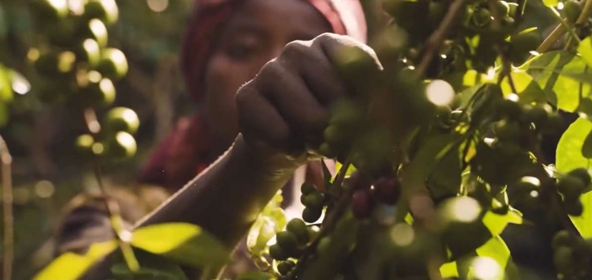 Ethiopia coffee cover